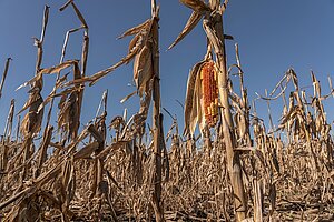 Studie prognostiziert immense Kosten durch den Klimawandel